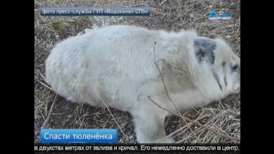 У форта Шанц нашли детеныша тюленя в крайне тяжелом состоянии